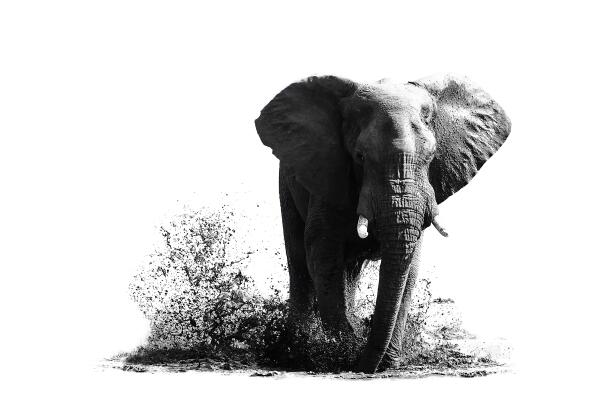 SPLASH by inXS Wildlife